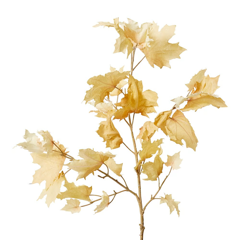 Maple Autumn Leaf Branch