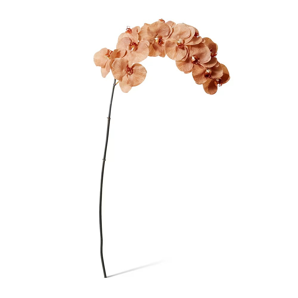 Phalaenopsis Orchid Stem