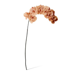 Phalaenopsis Orchid Stem