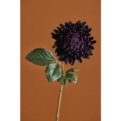 Chrysanthemum Stem – Purple