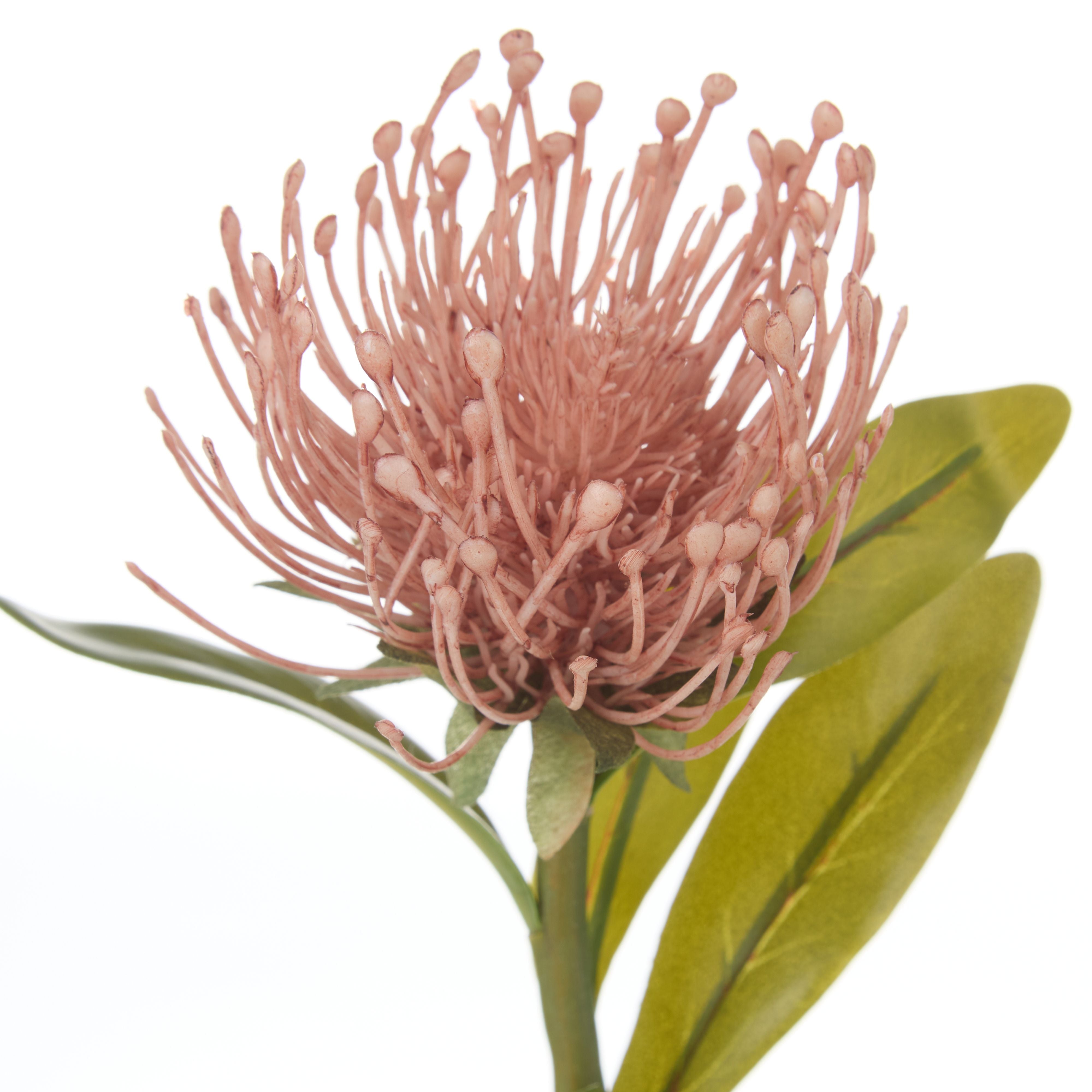 Rogue Pincushion Stem – Pink