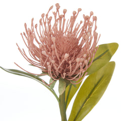 Rogue Pincushion Stem – Pink