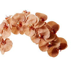 Phalaenopsis Orchid Stem