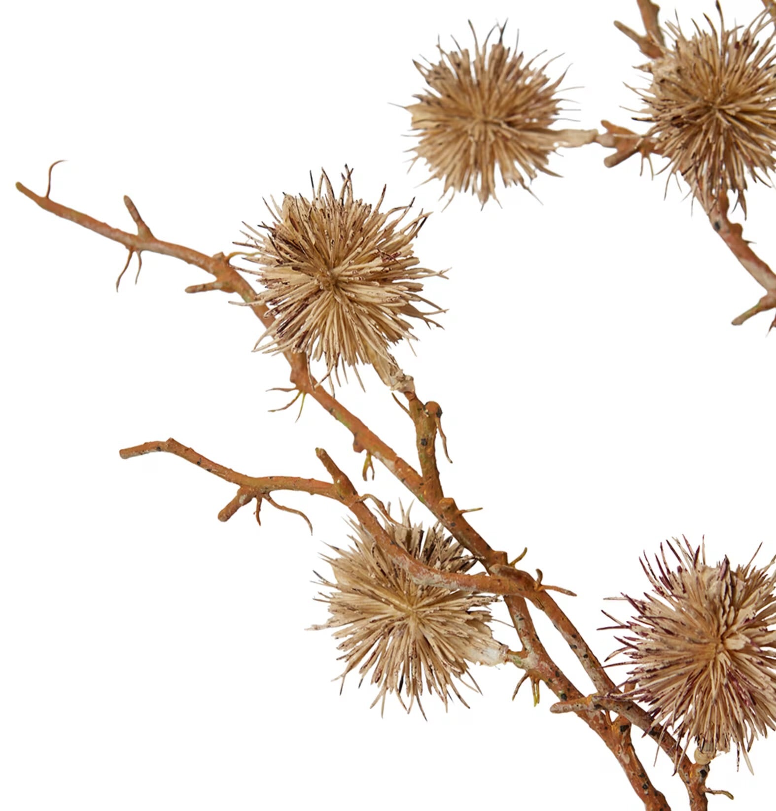 Castanea Spray Stem