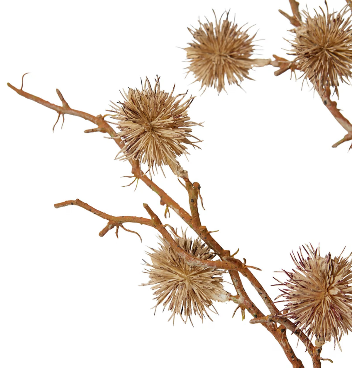 Castanea Spray Stem
