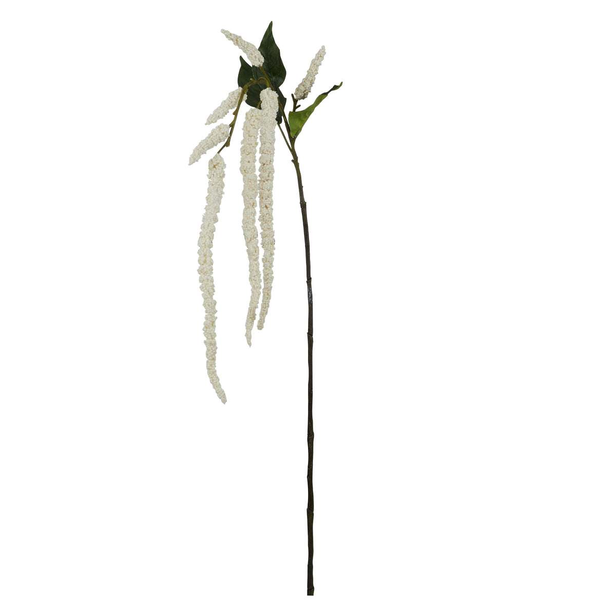 Amaranthus Spray – Cream