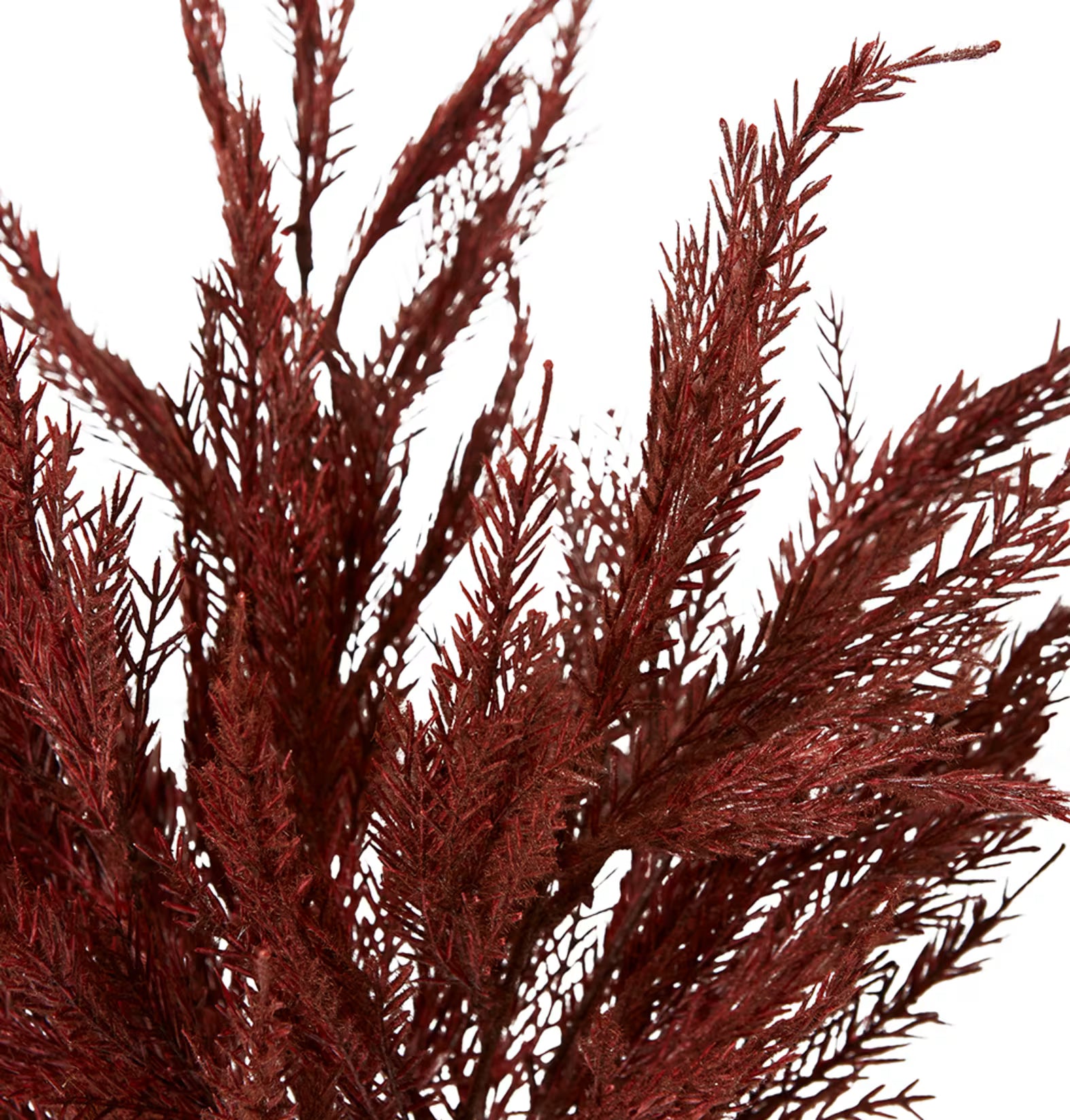 Burgundy Grass Feather Bush