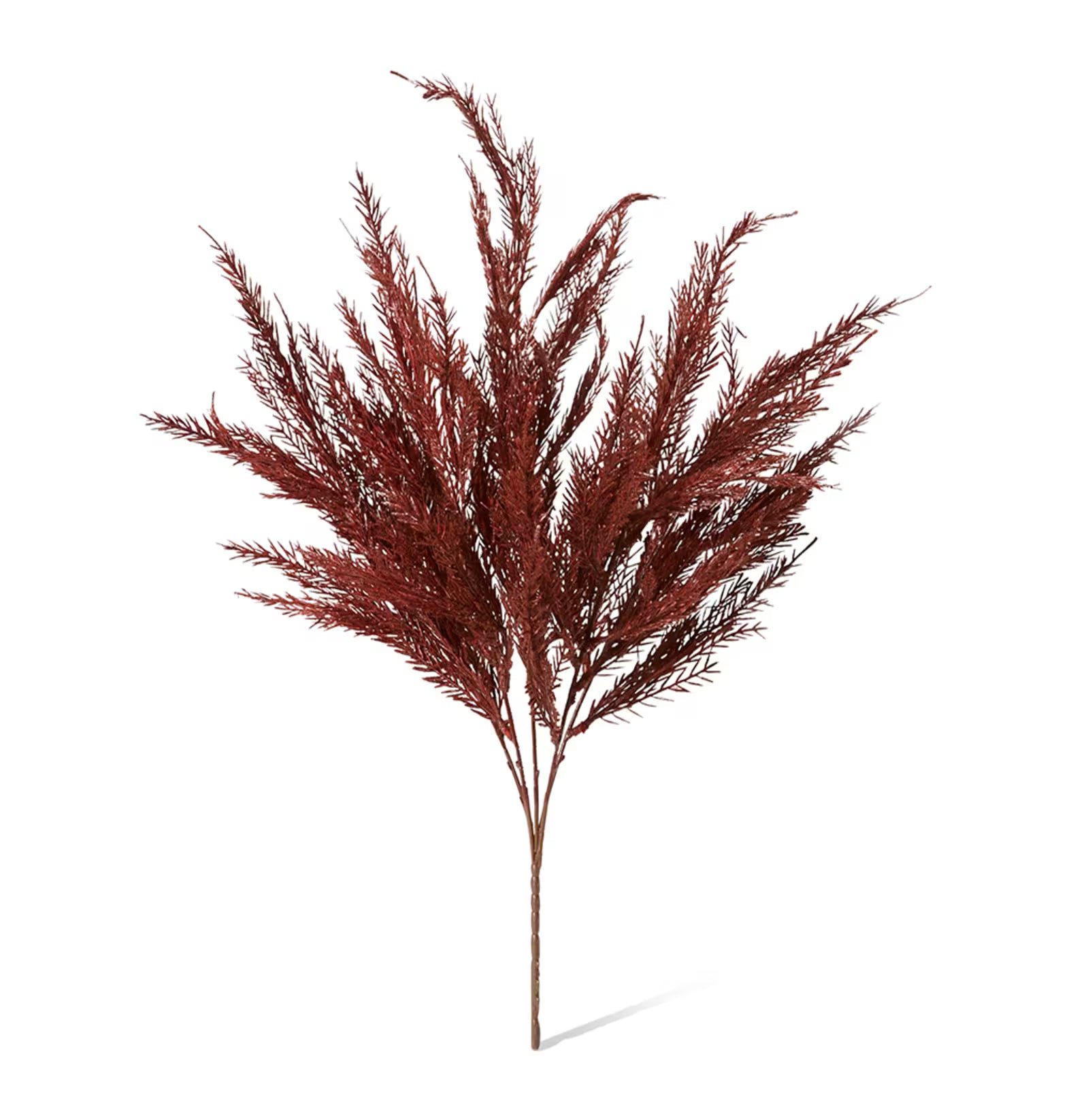 Burgundy Grass Feather Bush