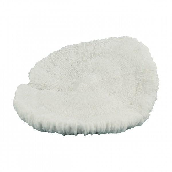 Radiant Acro Crest Coral