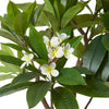 Frangipani Tree
