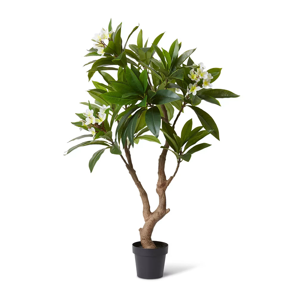 Frangipani Tree